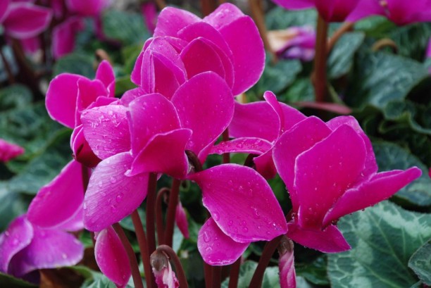 cyclamen-flower-beautiful-hd-pictures-description-1024x685